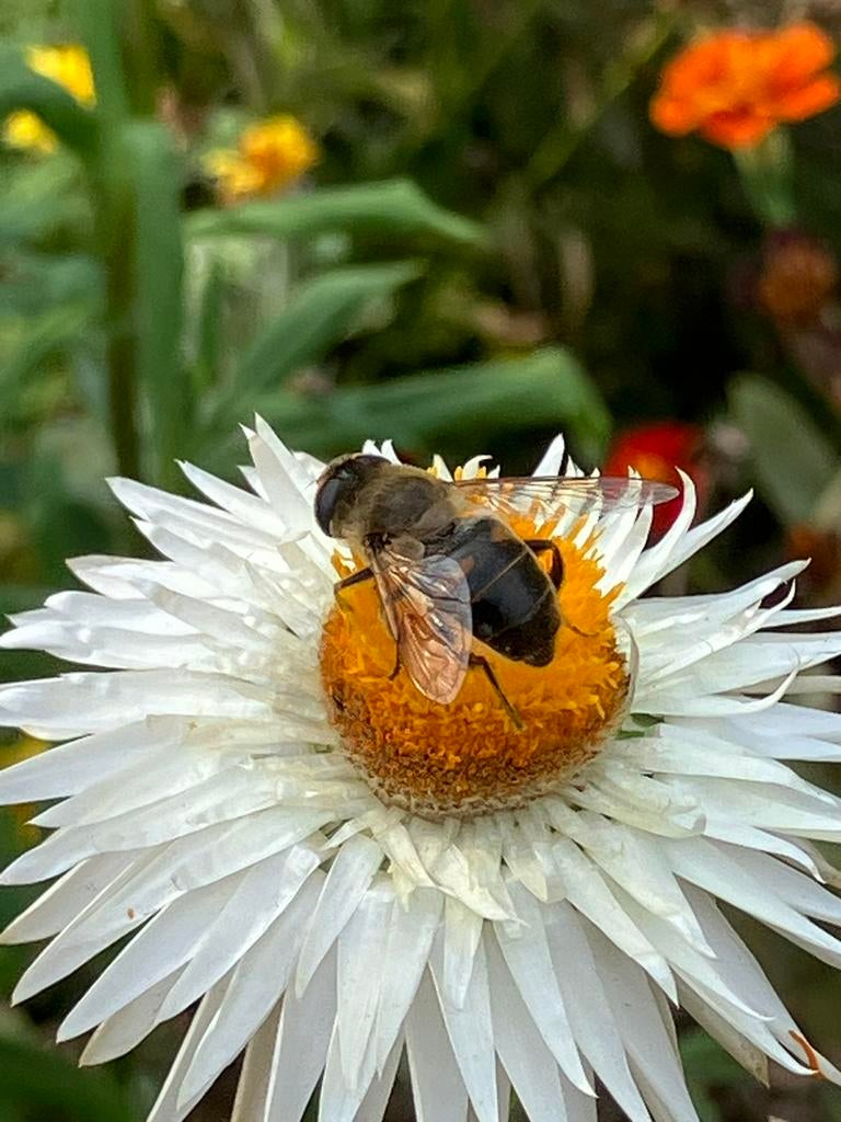 Zaden Xerochrysum bracteatum , strobloem, Tuin en Terras, Bloembollen en Zaden, Ophalen of Verzenden, Volle zon