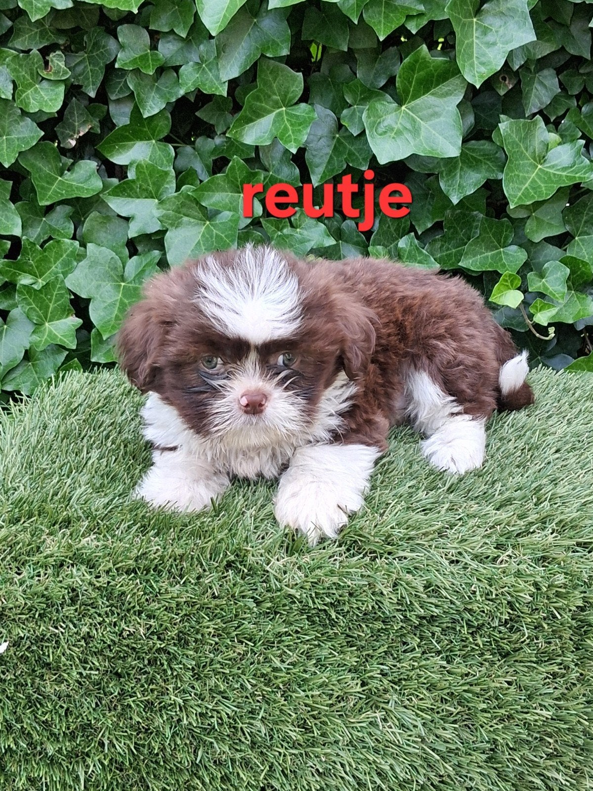 Te koop mooie kleinblijvende speelse boomer pups, Dieren en Toebehoren, Parvo, 8 tot 15 weken, Meerdere, Meerdere dieren