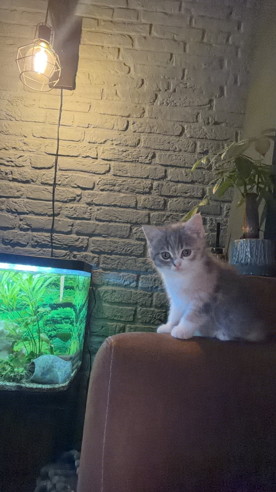 Sociale super lieve aanhankelijke Lieve kittens poezen, Poes, Kortharig, 0 tot 2 jaar