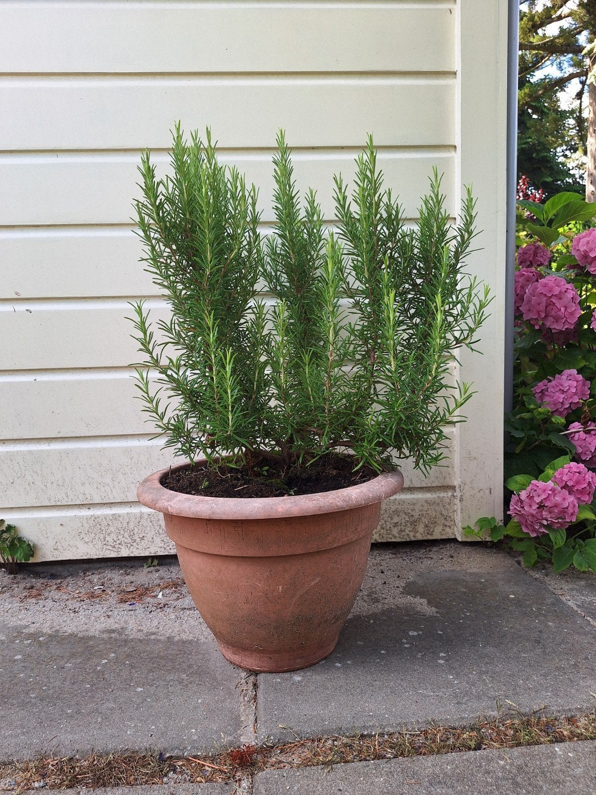 Biologische rozemarijn met pot (h. 78 cm), Tuin en Terras, Planten | Tuinplanten, Ophalen, Volle zon, Vaste plant, Kruiden