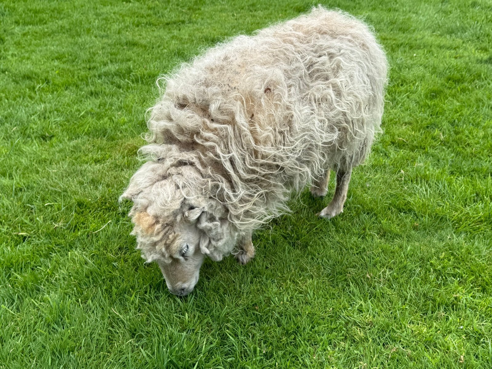 Schapenwol wit van 1 Ouessant (mini schaap) 🐑, Ophalen, Nieuw