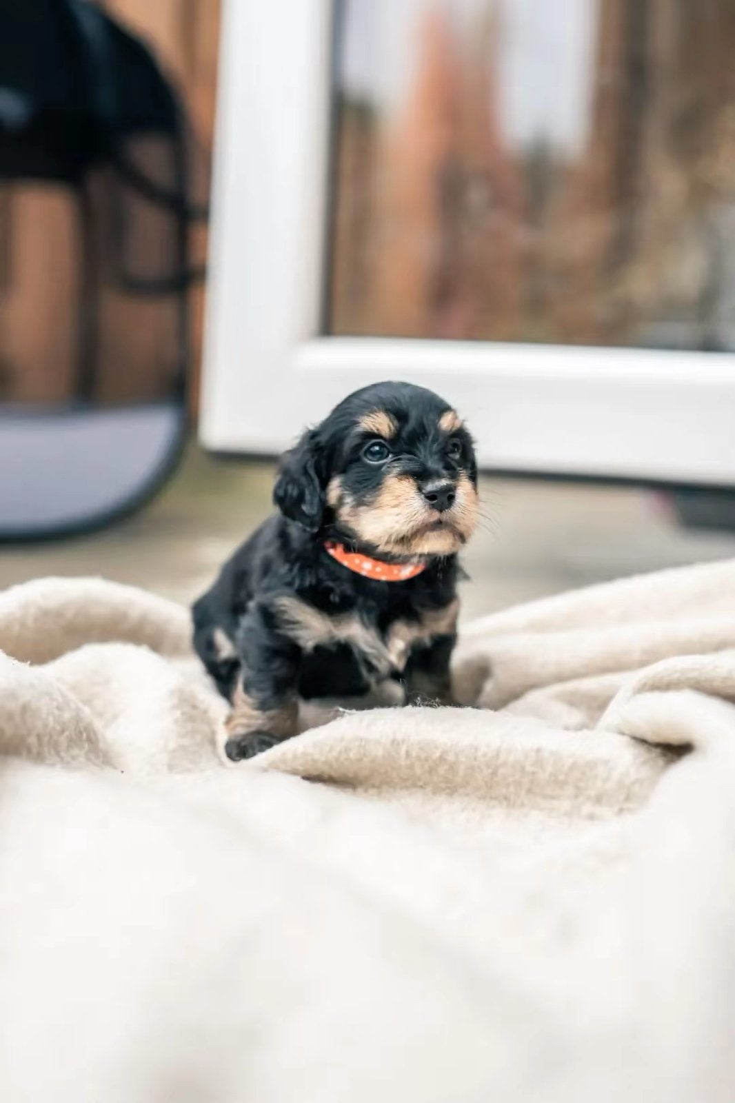 ✨🐾Teckel X maltezer pups🐾✨, 8 tot 15 weken, Parvo, Meerdere, Meerdere dieren
