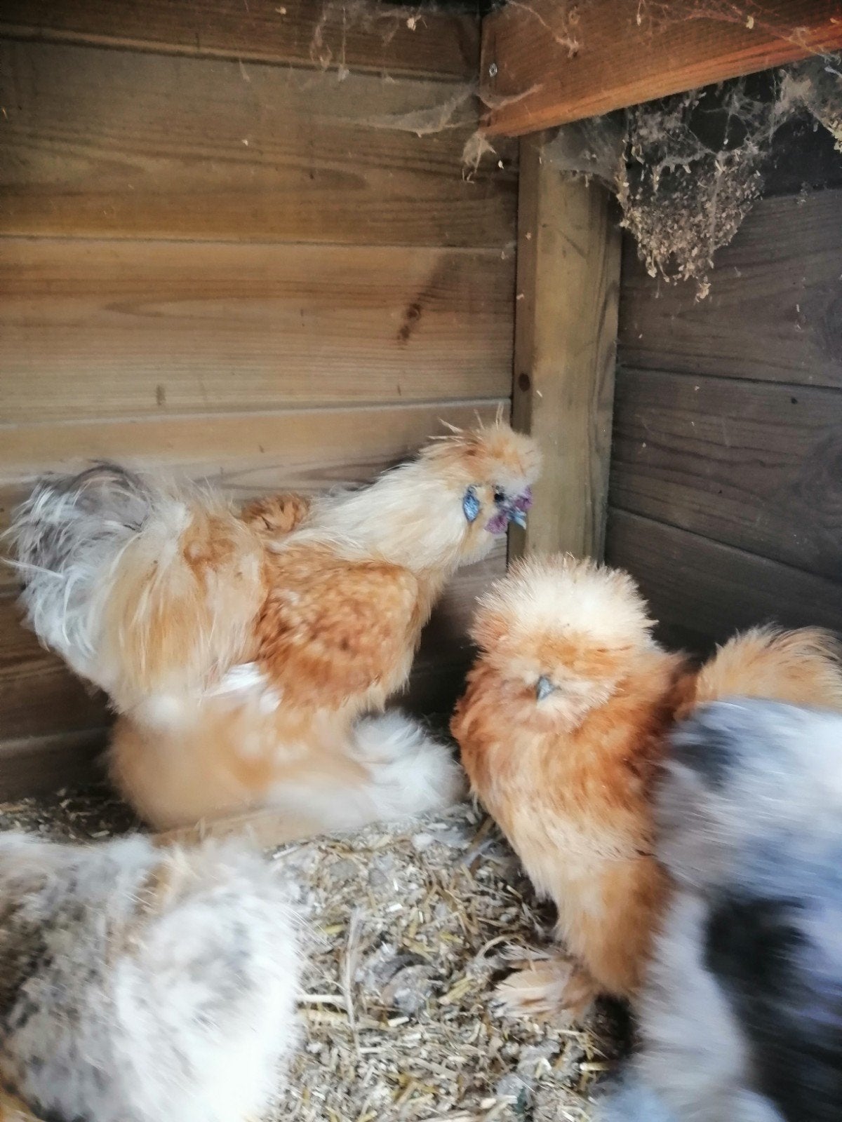 USA zijdehoender, haan + hen in kleurslag buff, Dieren en Toebehoren, Pluimvee, Meerdere dieren, Kip