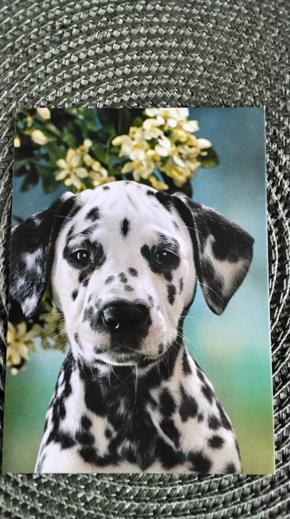 Ansichtkaart Dalmatiër puppy - Ongelopen, Ophalen of Verzenden, 1980 tot heden, Ongelopen, Hond of Kat