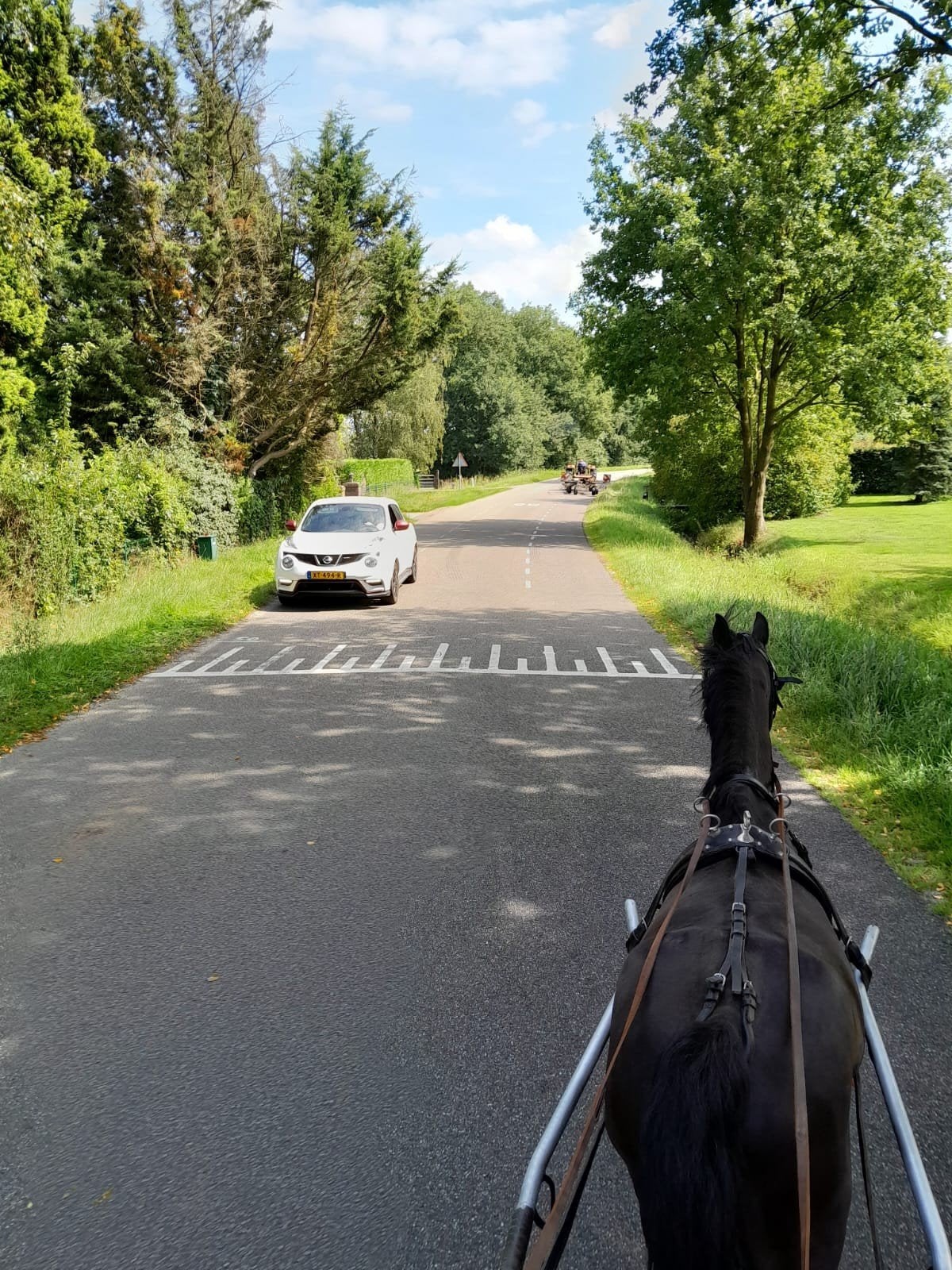 compleet pony hackney met maratonwagen en tuig, Dieren en Toebehoren, Pony's, Met stamboom, Ruin, C pony (1.27m tot 1.37m), 11 jaar of ouder