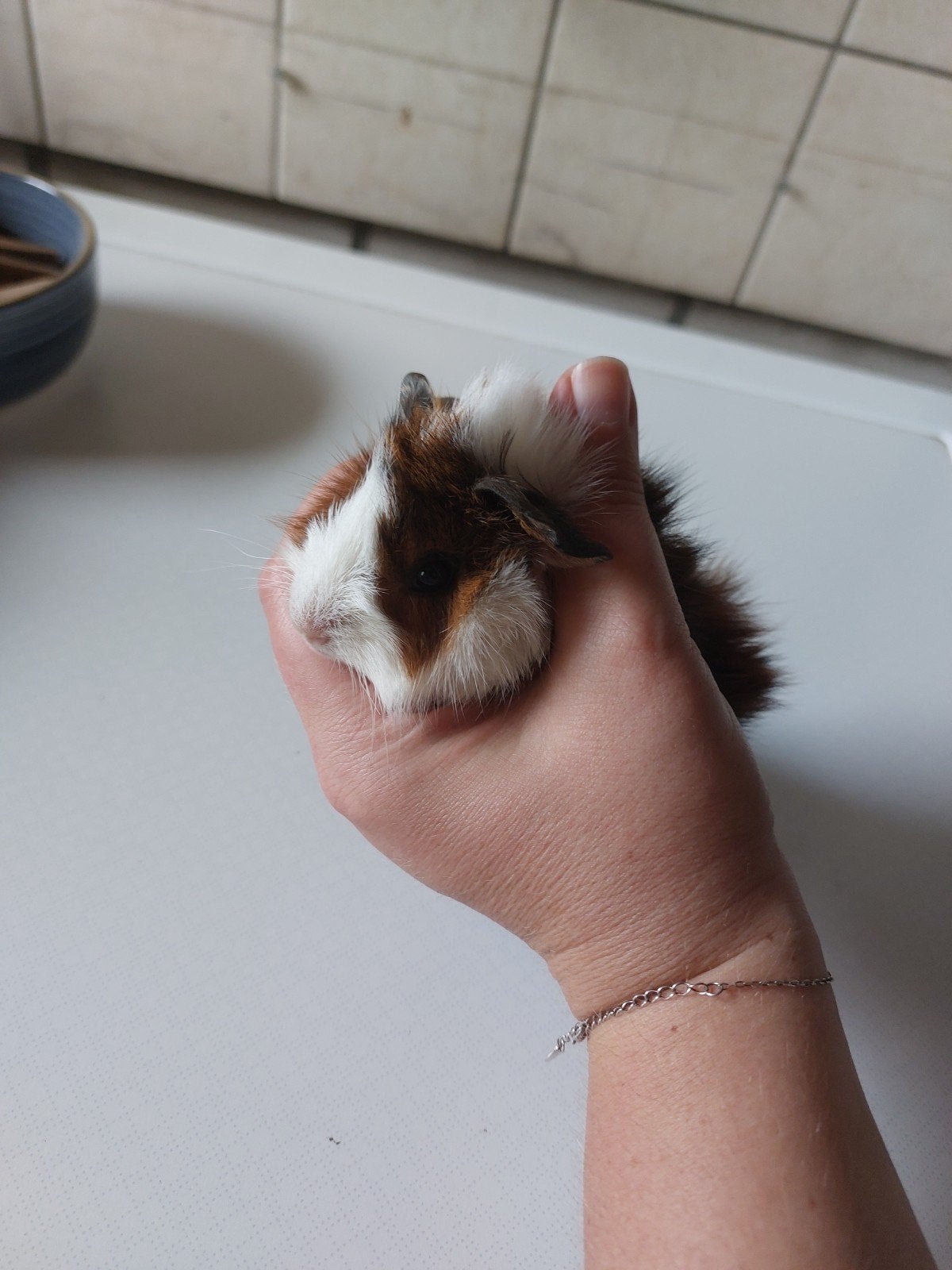 Knappe jonge cavia beertjes te koop., Dieren en Toebehoren, Knaagdieren, Juni, Mannelijk, Cavia