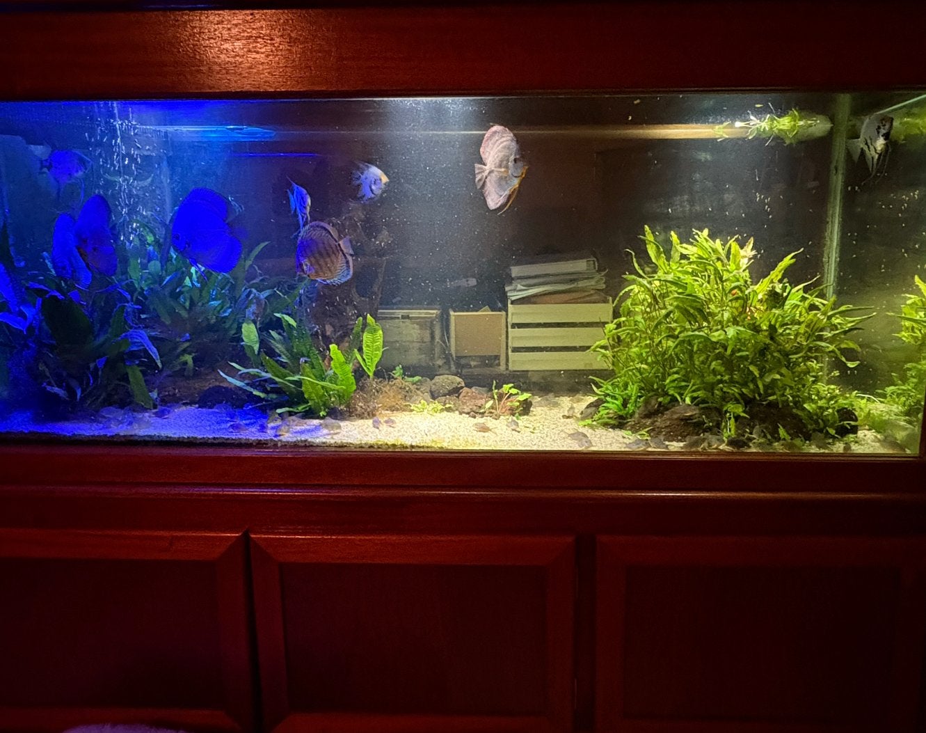 Compleet tropisch aquarium 180 cm met discusvissen, Ophalen, Zo goed als nieuw, Gevuld zoetwateraquarium