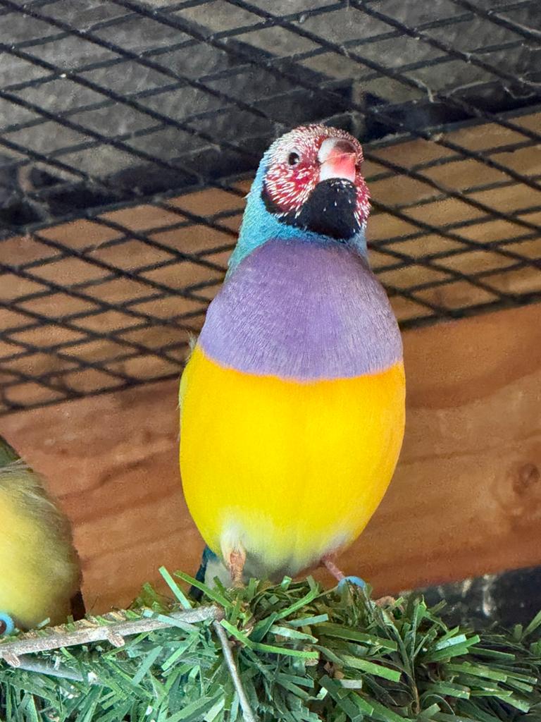 Koppel gouldamadines uit de buitenvoliere, Dieren en Toebehoren, Meerdere dieren