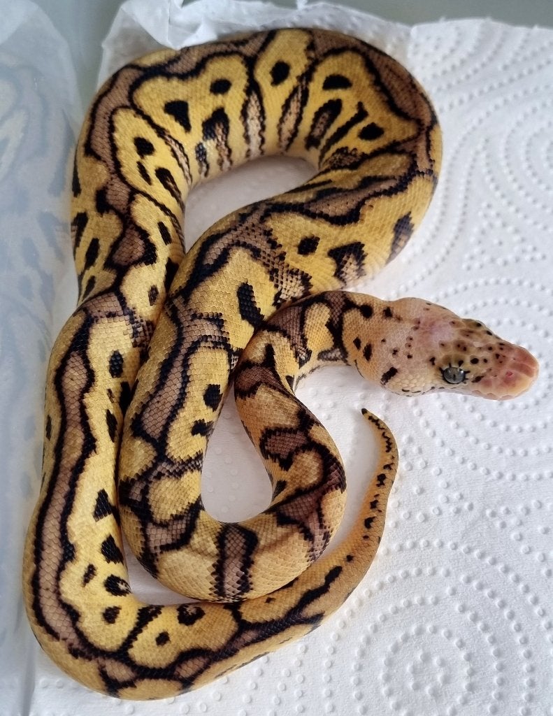 0.1 spotnose pastel clown koningspython Ball Python photo 2
