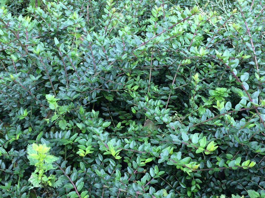 Lonicera nitida (maigrun/elegant), Ophalen, Overige soorten, Haag, Minder dan 100 cm