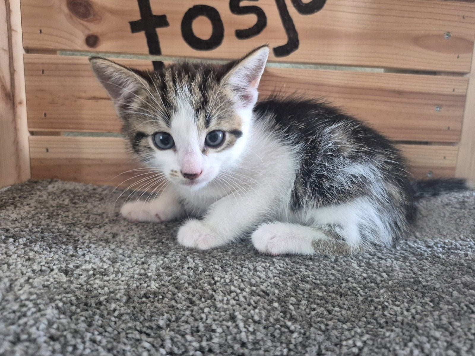 2 lieve kittens te koop, Meerdere dieren
