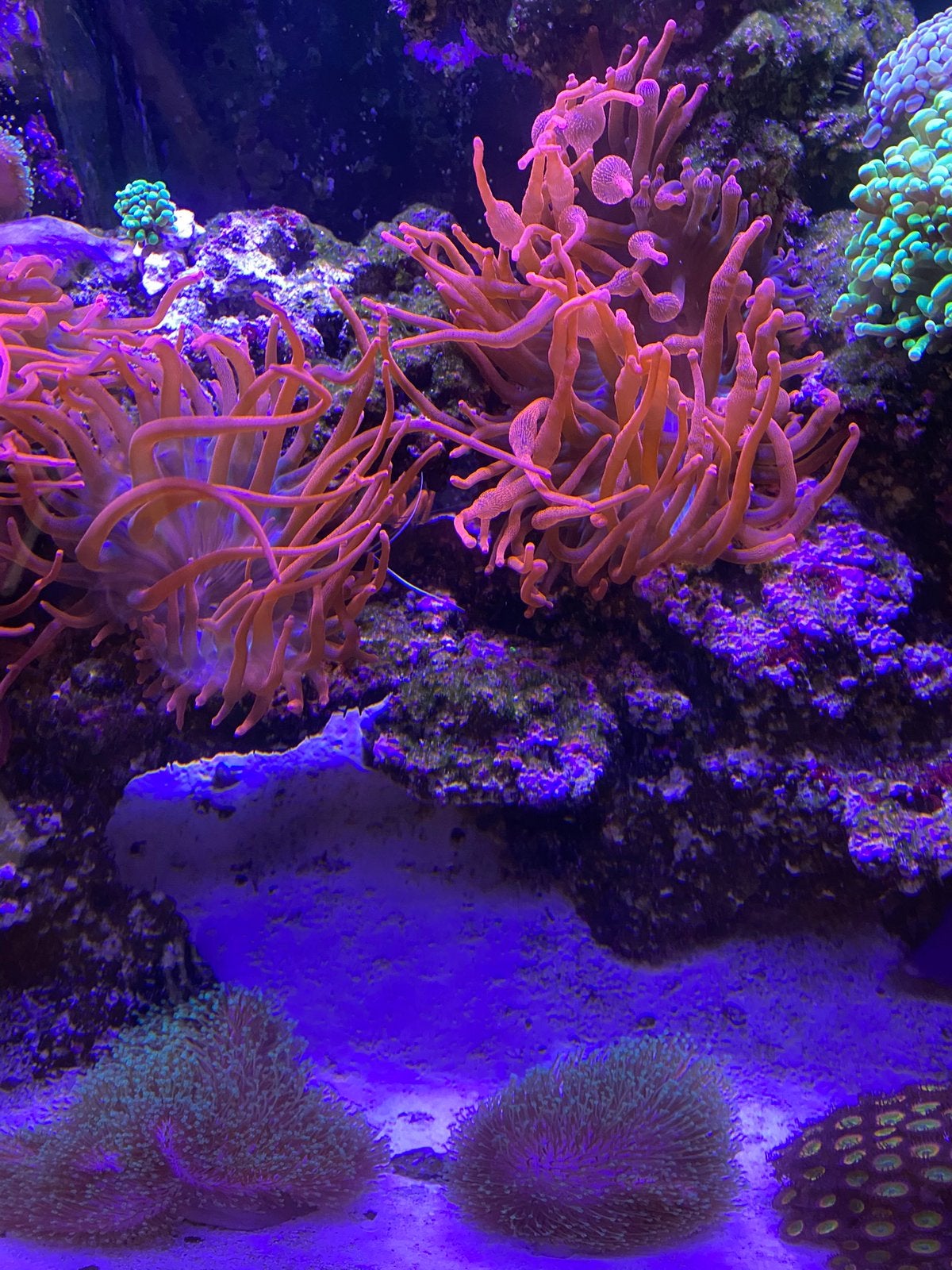 Entacmaea quadricolor bubble tip anemoon, Dieren en Toebehoren, Vis