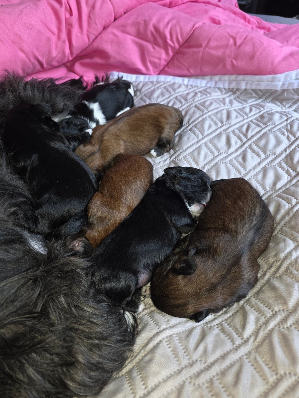 Te koop Shih Tzu's, Overige rassen, 8 tot 15 weken, Meerdere, Meerdere dieren