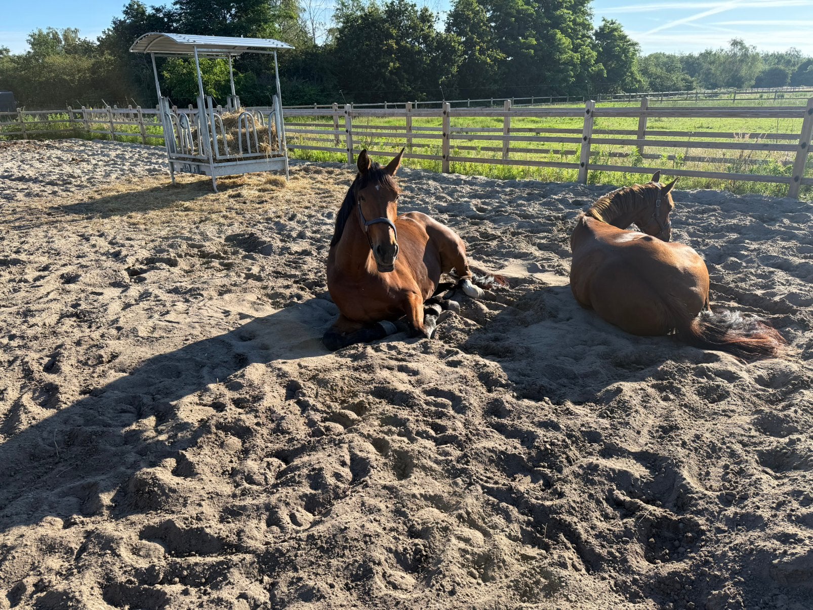 Vakantiestalling &  Trainingsplaatsen beschikbaar, Dieren en Toebehoren, Stalling en Weidegang, Weidegang, 2 of 3 paarden of pony's