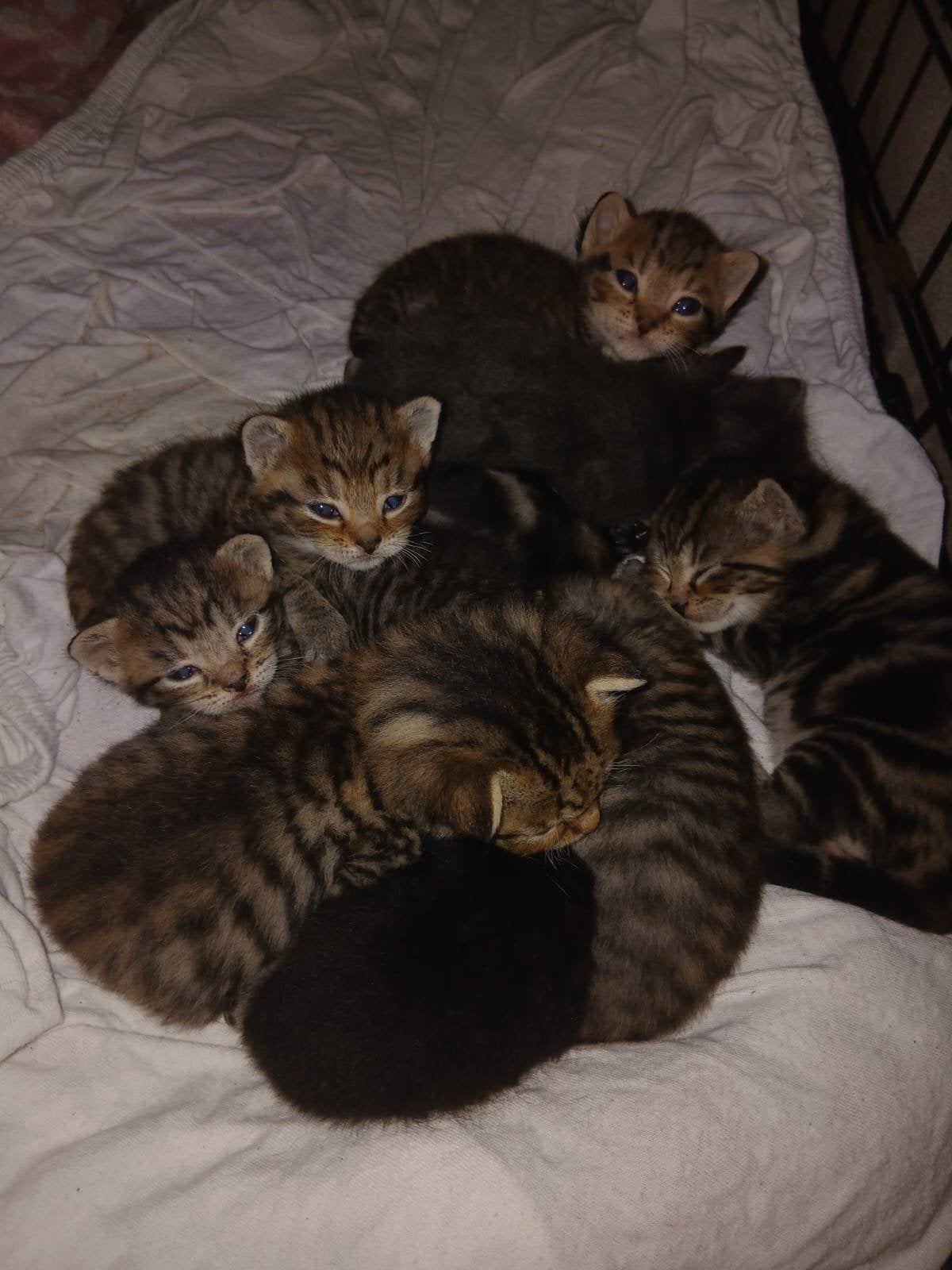 9 mooie lieve kittens Cyperse X bengaal, Dieren en Toebehoren, Meerdere dieren
