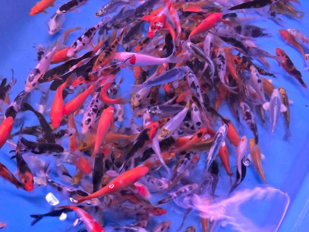 Koi 9–12 cm uit eigen kwekerij – Koidream Valburg, Karper of Koi
