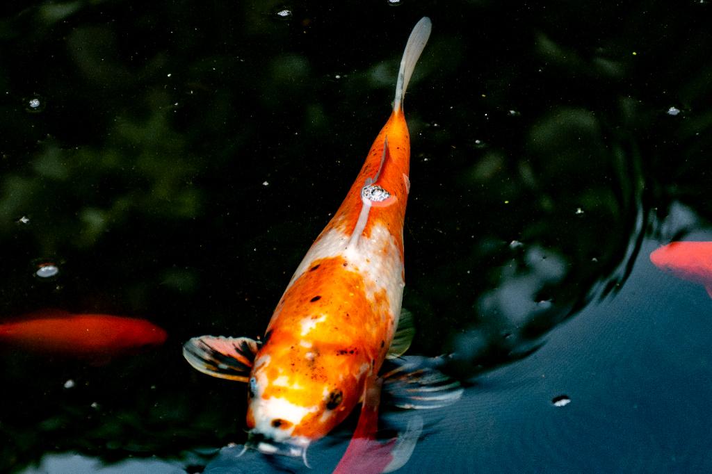 vissen koi, Dieren en Toebehoren, Karper of Koi