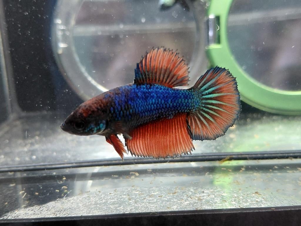 Betta man, Vis