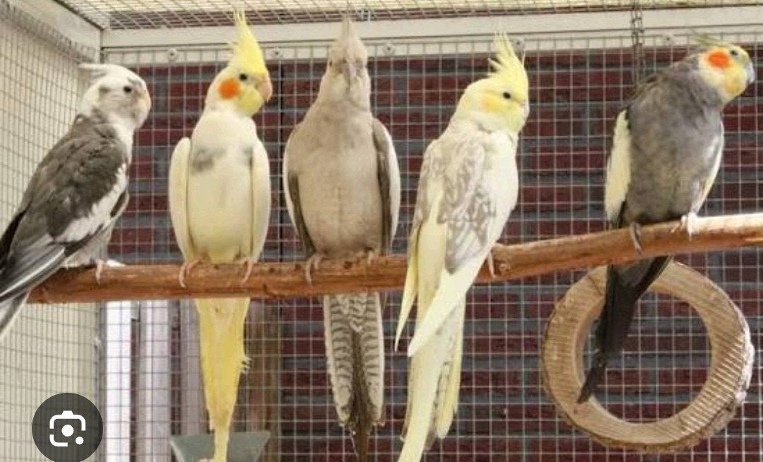 Valkparkieten wegens inkrimpen, Dieren en Toebehoren, Meerdere dieren, Parkiet