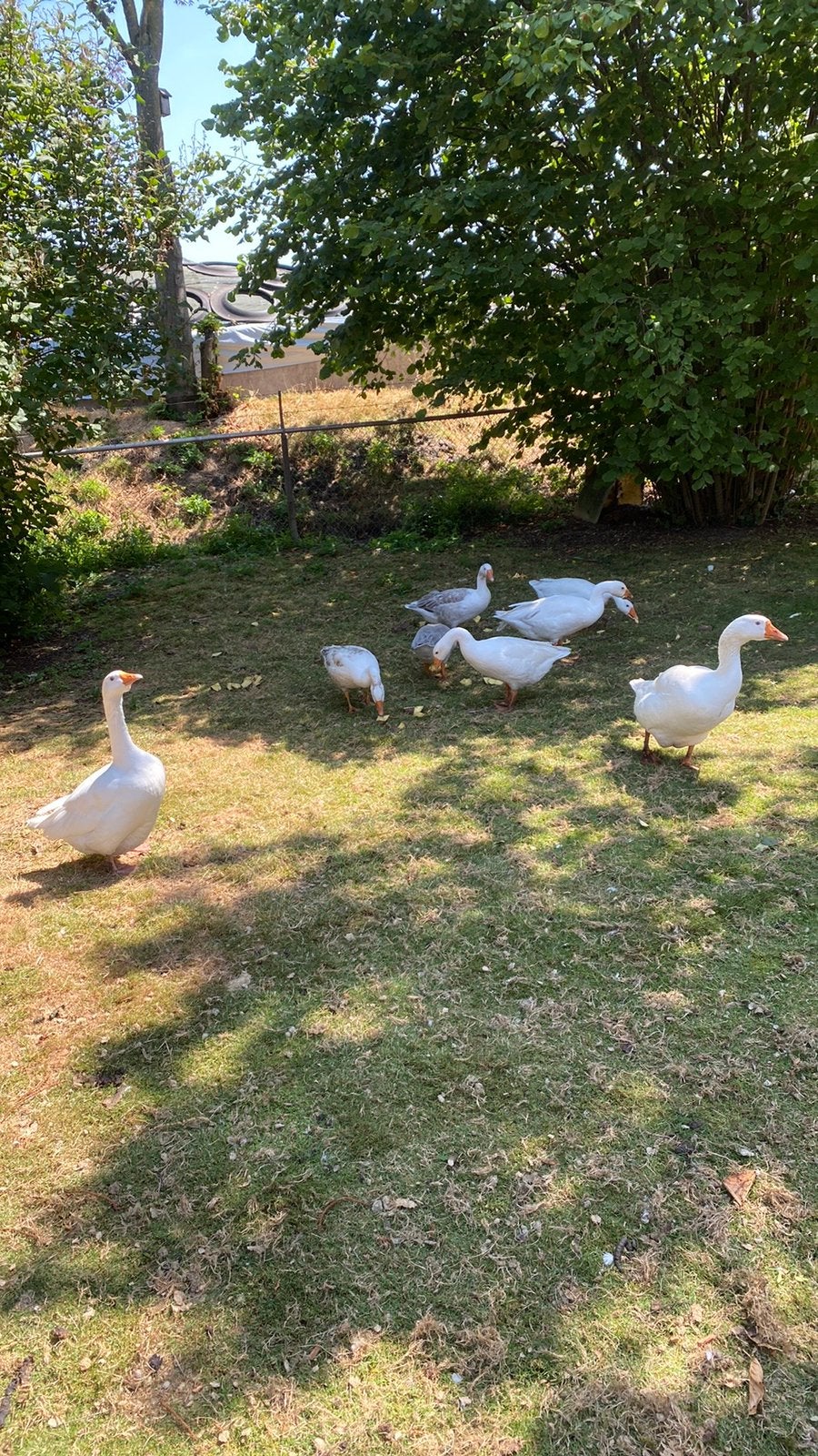 Jonge ganzen, Dieren en Toebehoren, Meerdere dieren, Gans of Zwaan