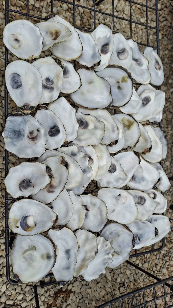 50 platte oesterschelpen (deksels) voor DIY, Ophalen of Verzenden, Gebruikt