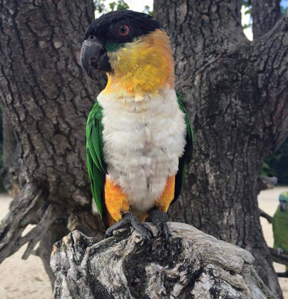 Gezocht!! Kweekoppel zwartkop caique, Meerdere dieren