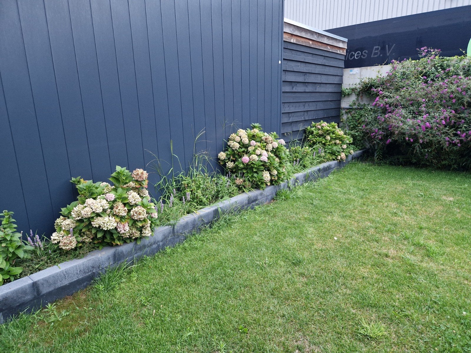 3 x hortensia planten, Tuin en Terras, Vaste plant, Halfschaduw, Zomer, Ophalen