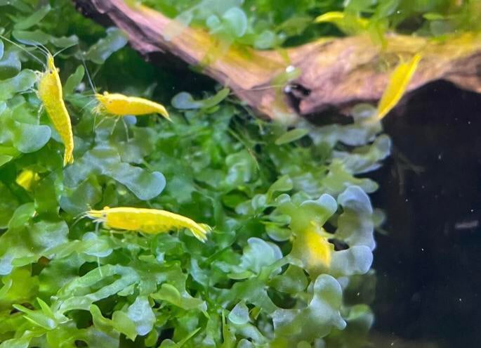 Yellow backstripe shrimp gele garnalen te koop, Dieren en Toebehoren