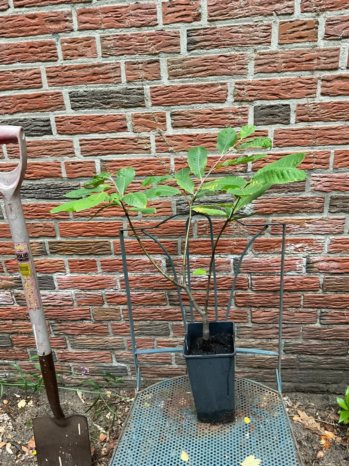 Tamme kastanje boompje, Ophalen, Minder dan 100 cm, Overige soorten, In pot