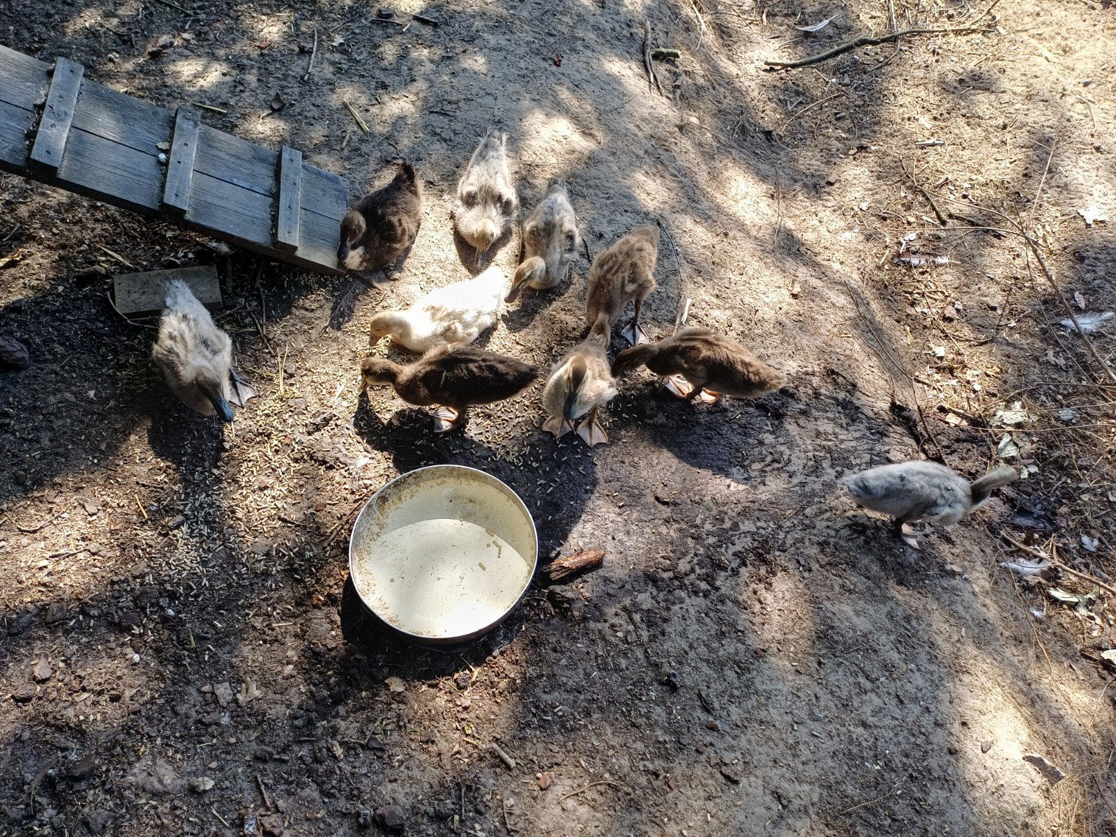 Indische loopeend pulletjes eenden kuikens, Geslacht onbekend, Eend