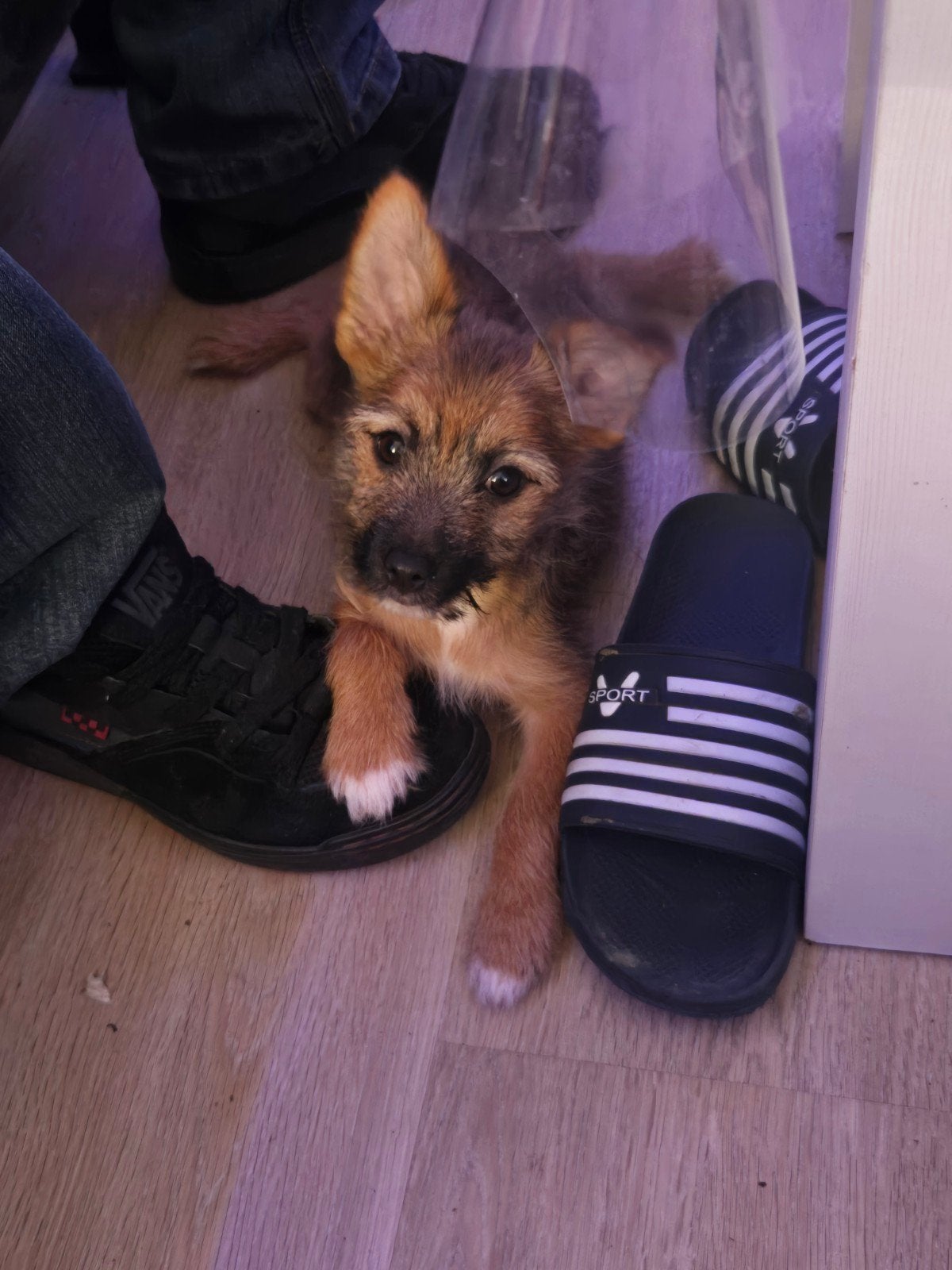 Hond, Dieren en Toebehoren, Honden | Jack Russells en Terriërs, Jack Russell Terriër, Reu, 8 tot 15 weken, Eén hond