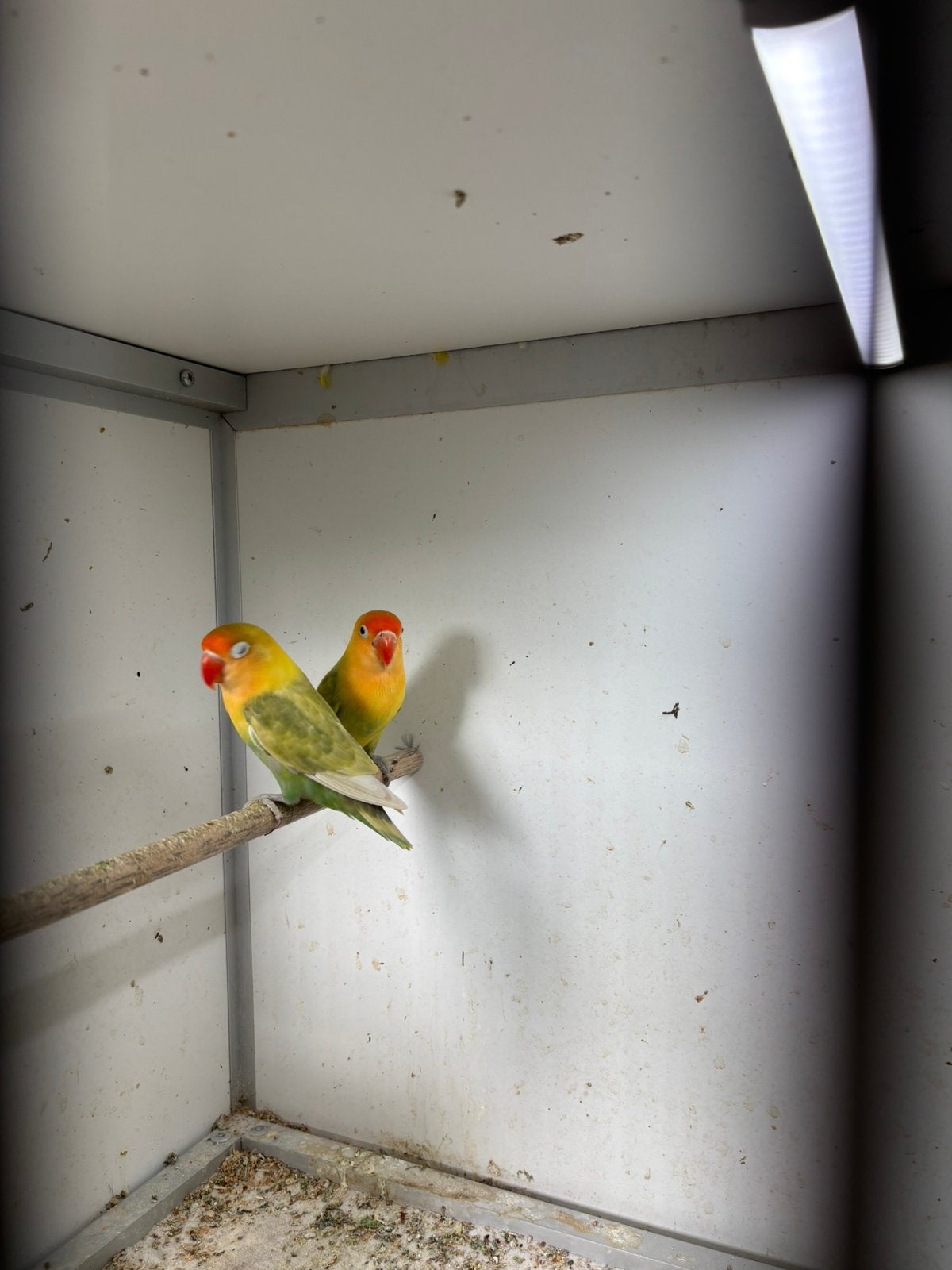 1-1 fischeri bewezen koppel, Meerdere dieren, Dwergpapegaai of Agapornis, Geringd