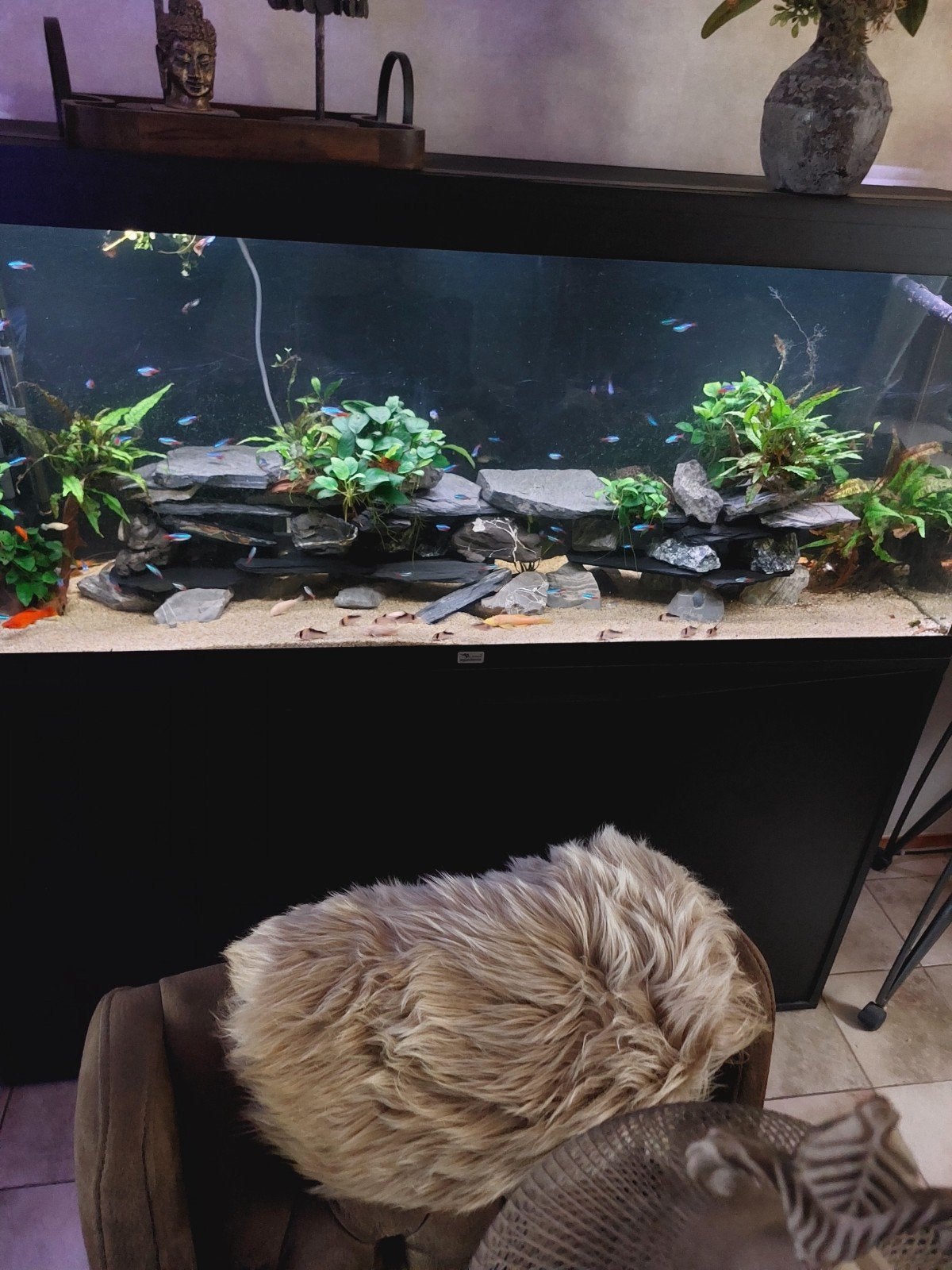 Aquarium, Ophalen of Verzenden, Zo goed als nieuw, Gevuld zoetwateraquarium