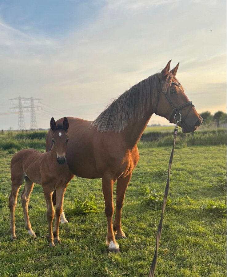 Veulen van Boston VDL te koop!, Dieren en Toebehoren, Hengst, Springpaard, Met stamboom, 0 tot 2 jaar
