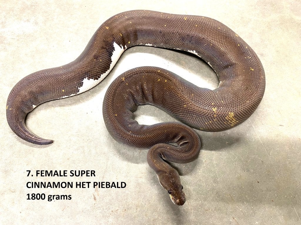 Koningspythons halwas en volwassen kweekdieren deel 1 Ball Python photo 7