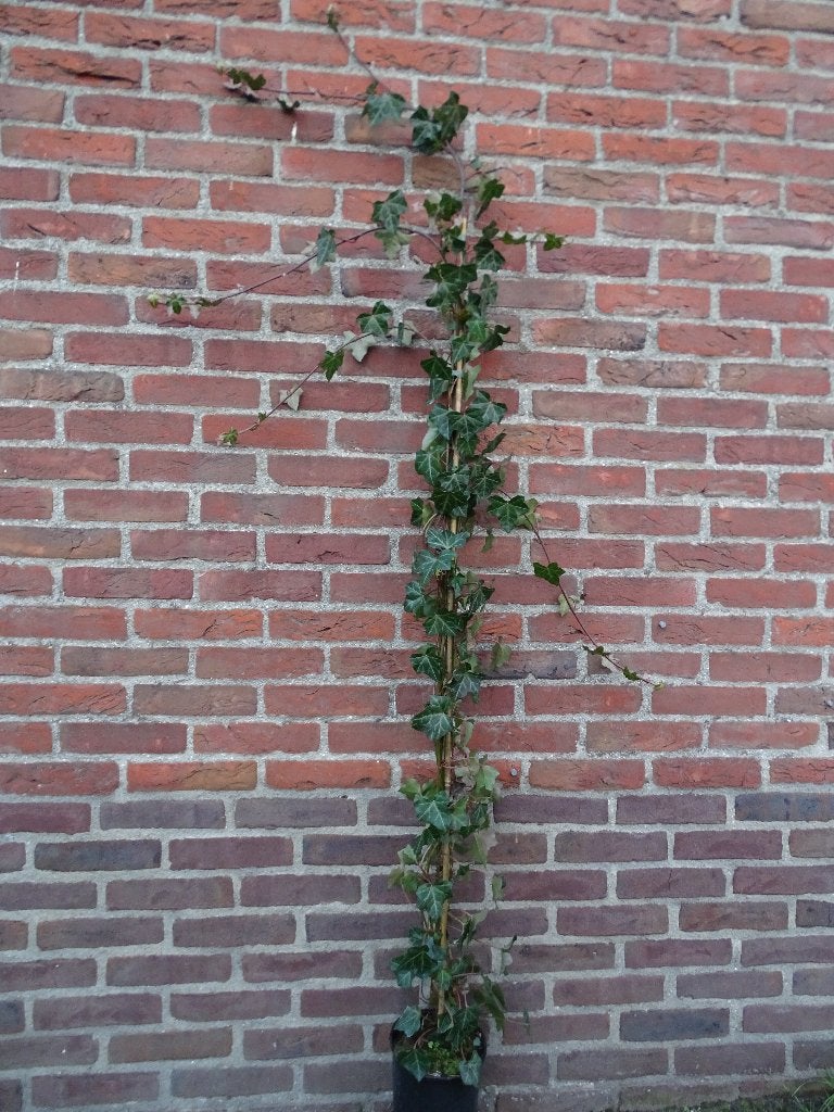 Klimop 100 cm gestokt, Hedera hibernica € 2,50, Vaste plant, Ophalen of Verzenden, Bloeit niet, Halfschaduw