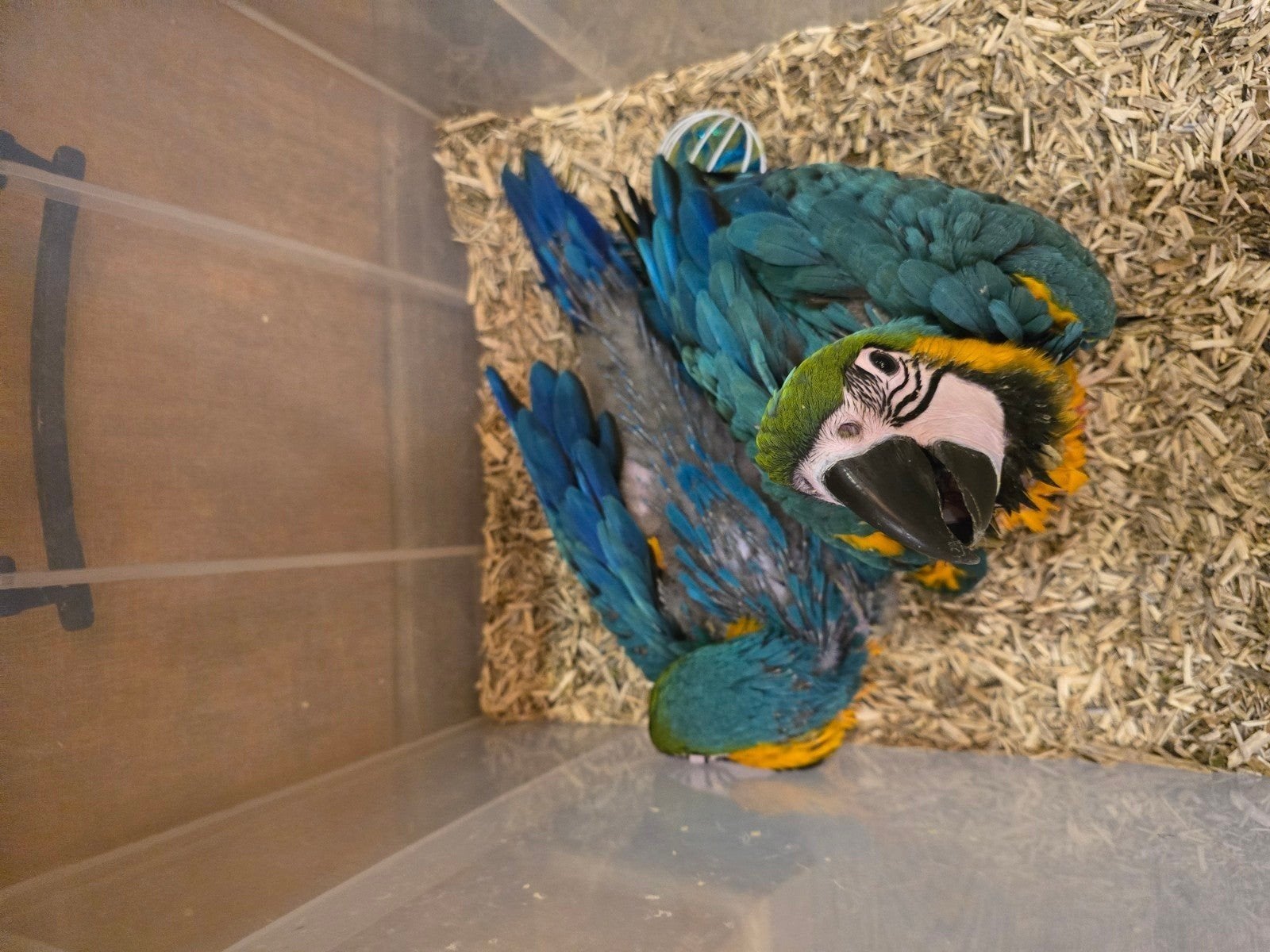 Blauwgele ara's, Meerdere dieren, Papegaai, Geringd