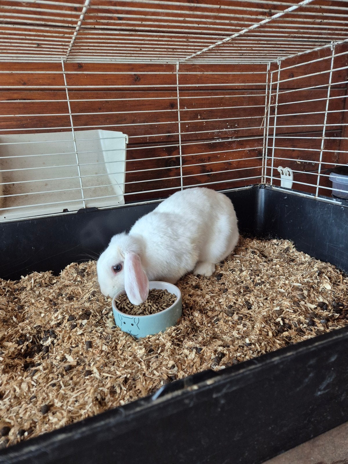 mooi wit konijn, Dieren en Toebehoren, Vrouwelijk