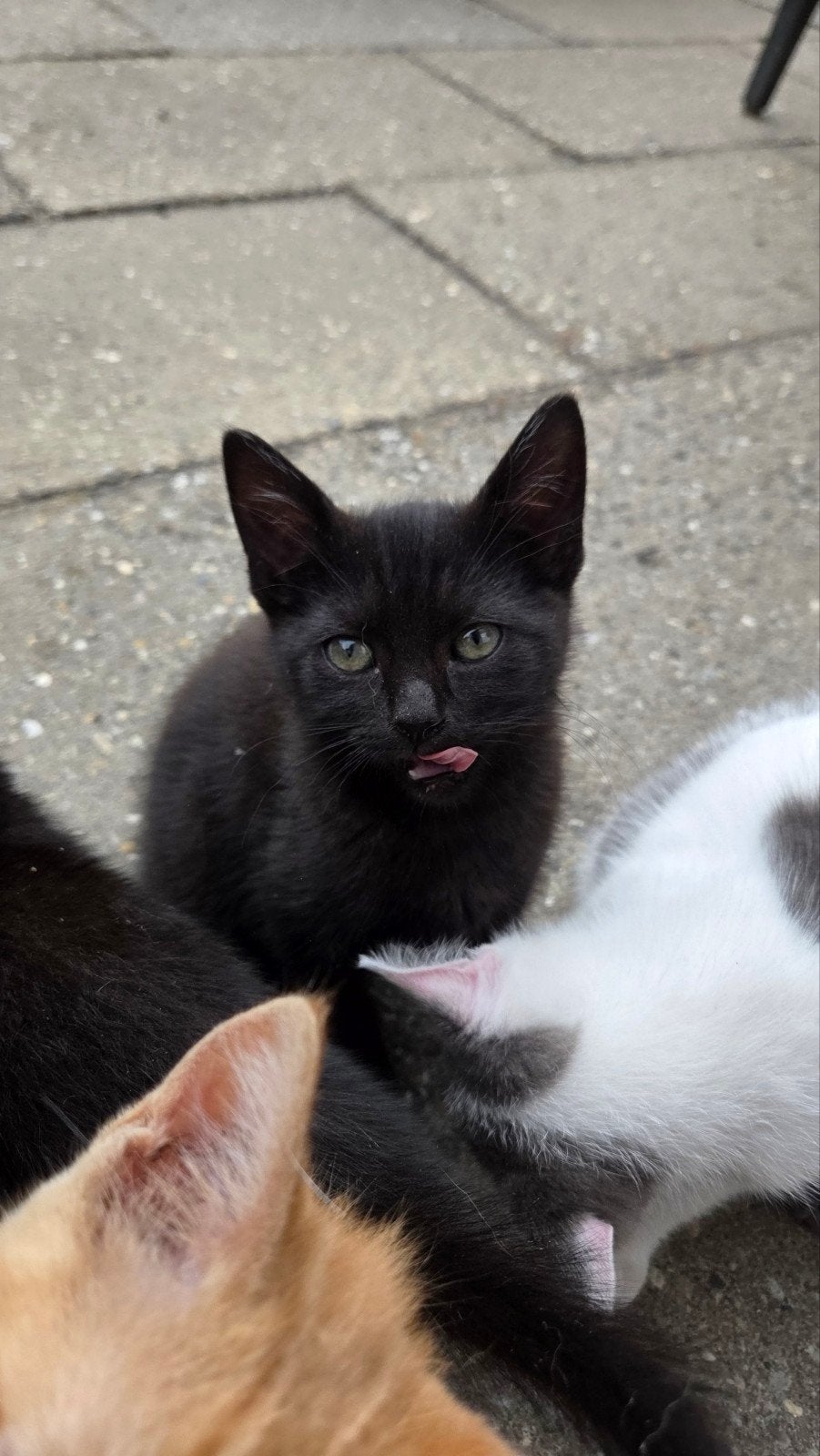 4 Kittens   beschikbaar, Meerdere dieren
