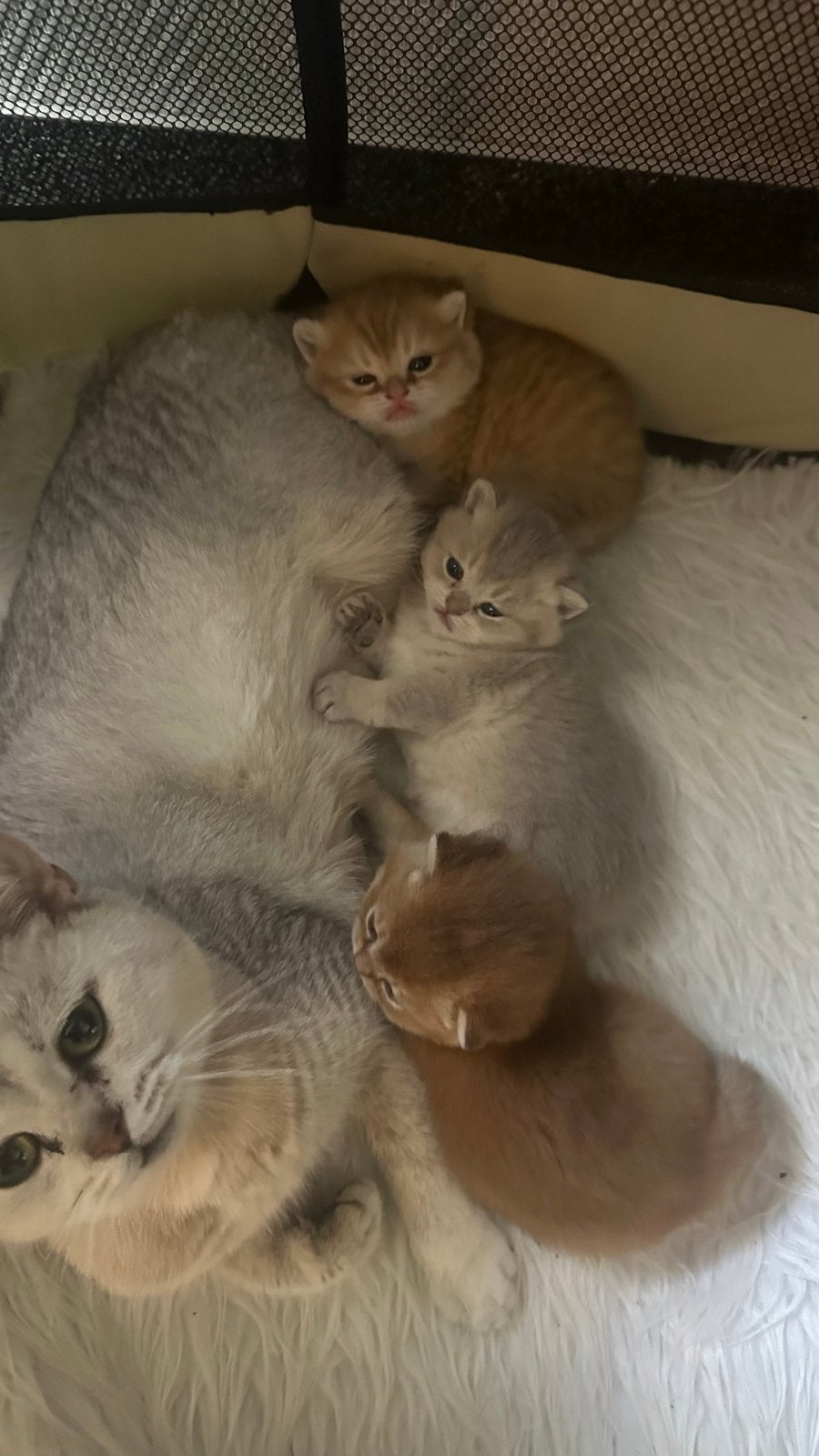 creme kleur britse korthaar kater kitten, Dieren en Toebehoren, Kater, Kortharig, 0 tot 2 jaar