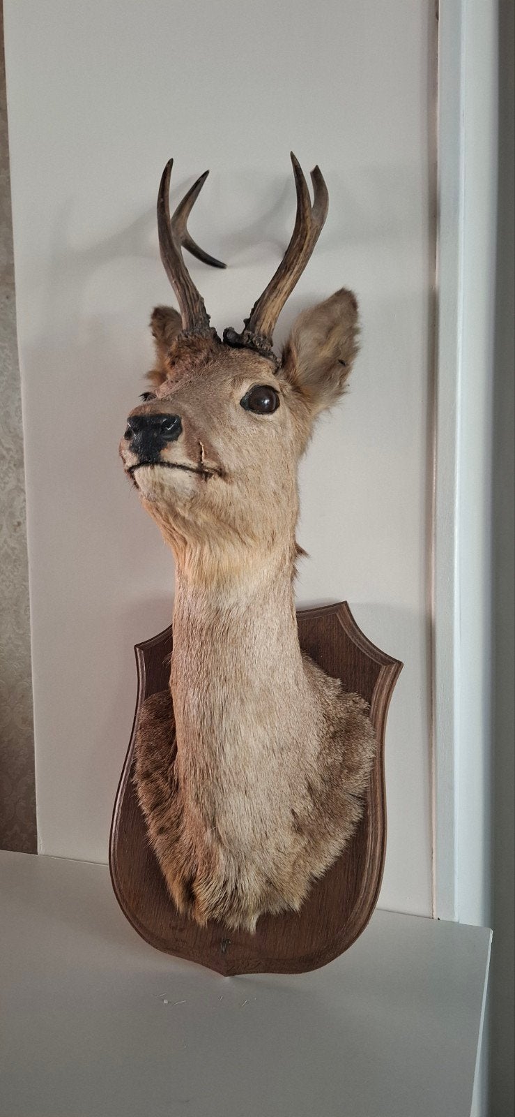 Opgezette reekop met gewei - Decoratief jachtstuk, Ophalen, Gebruikt