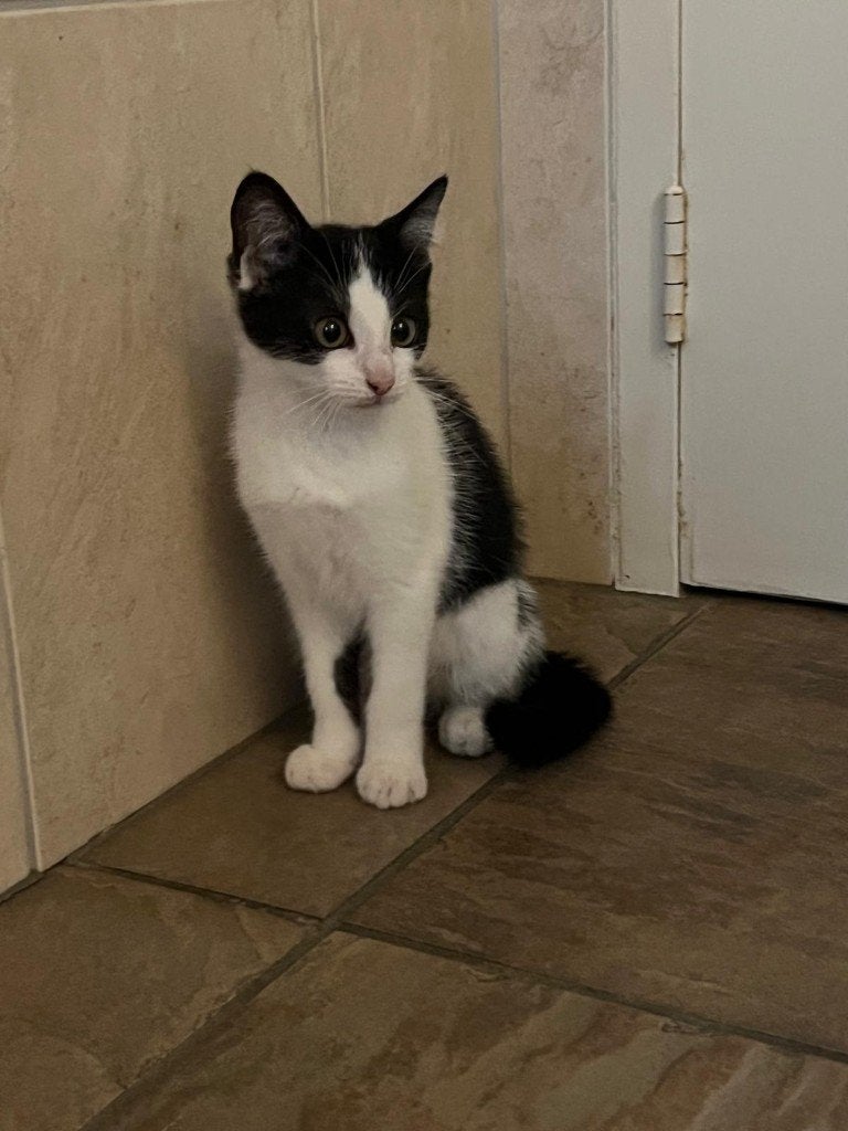 Boerderijkitten, Meerdere dieren, Kortharig, 0 tot 2 jaar