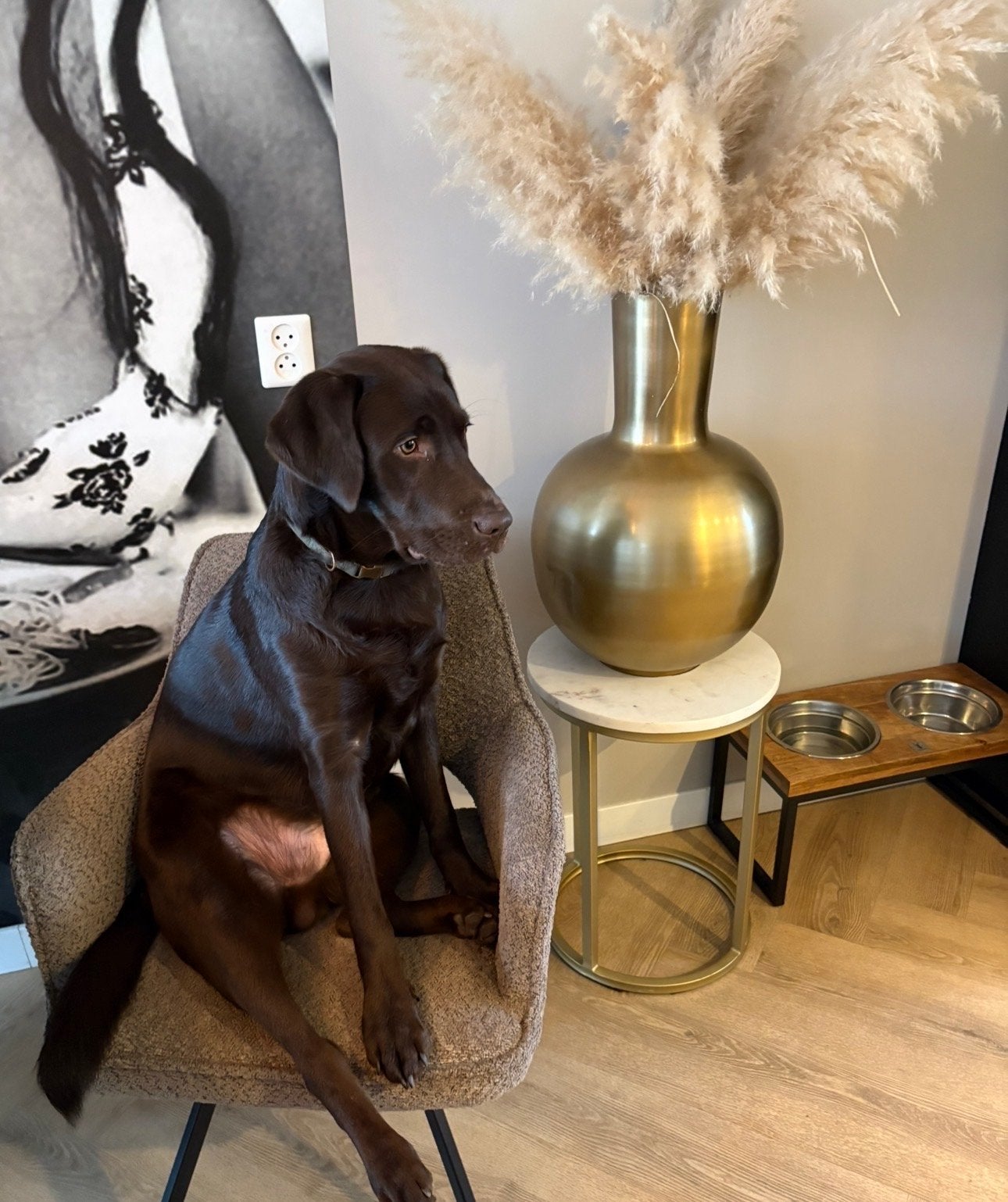 Labrador zoekt een nieuw liefdevol thuis., 15 weken tot 1 jaar, Reu, Eén hond, Nederland