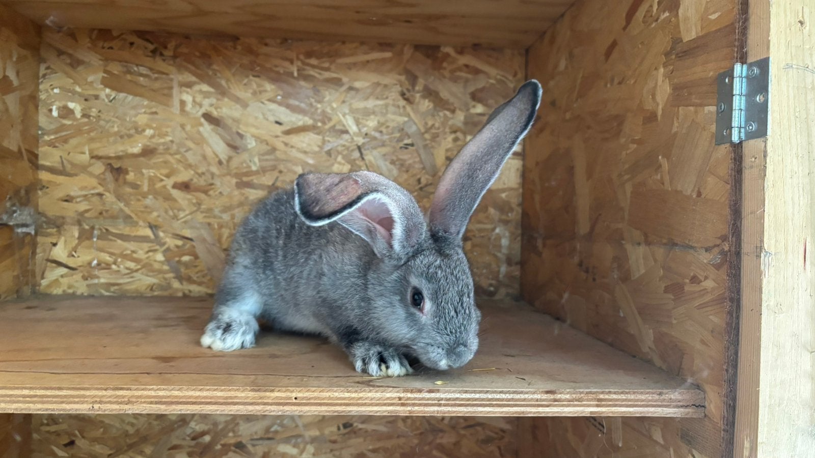 Vlaamse reus rammetjes, Dieren en Toebehoren, Mannelijk, Groot