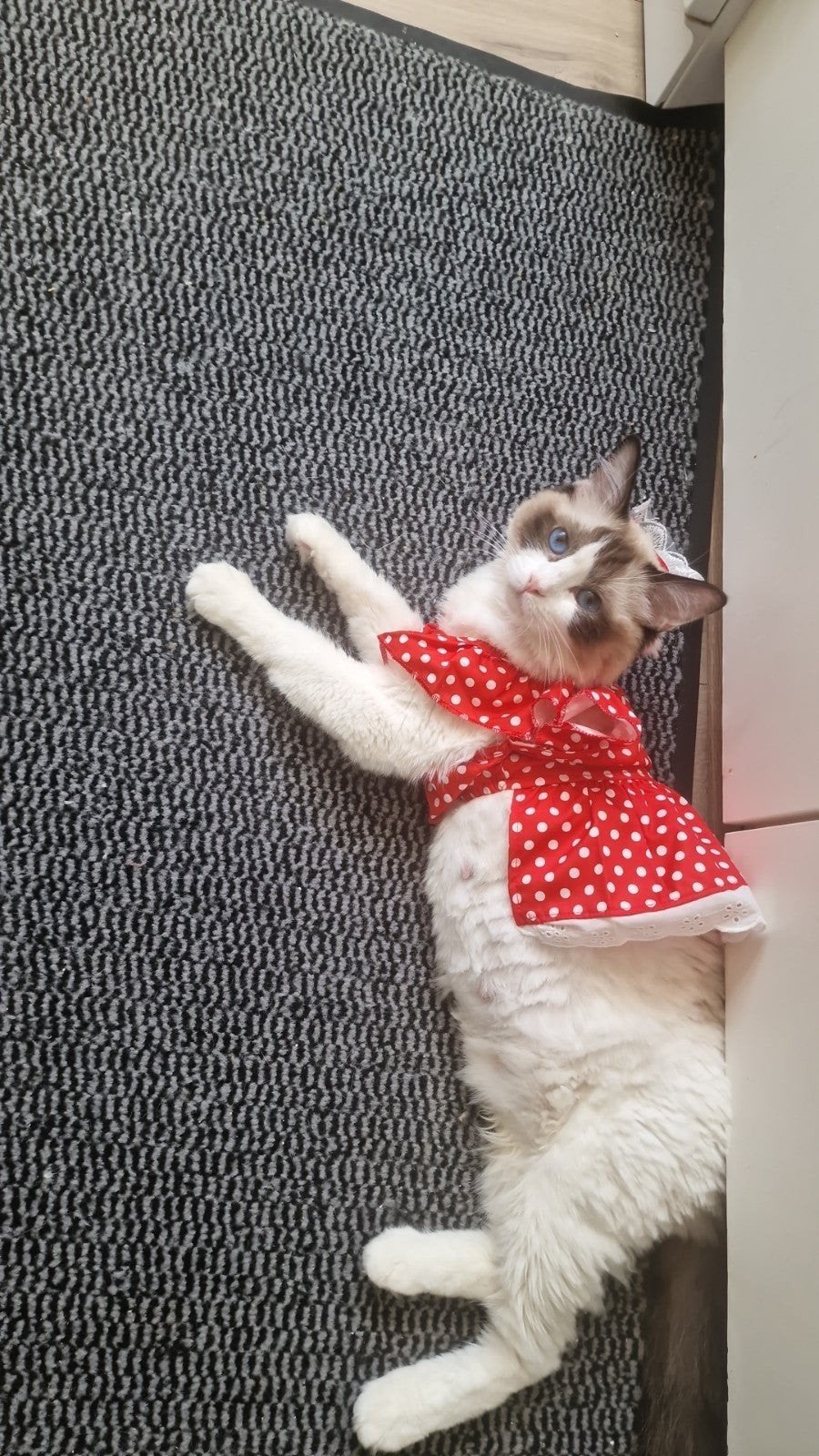 Ragdoll kittens, Meerdere dieren