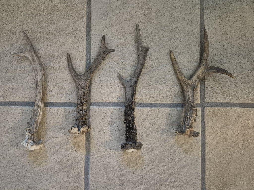 4 ree gewei stangen voor decoratie of hobby samen € 19, Ophalen of Verzenden, Gebruikt, Hert, Gewei of Kop