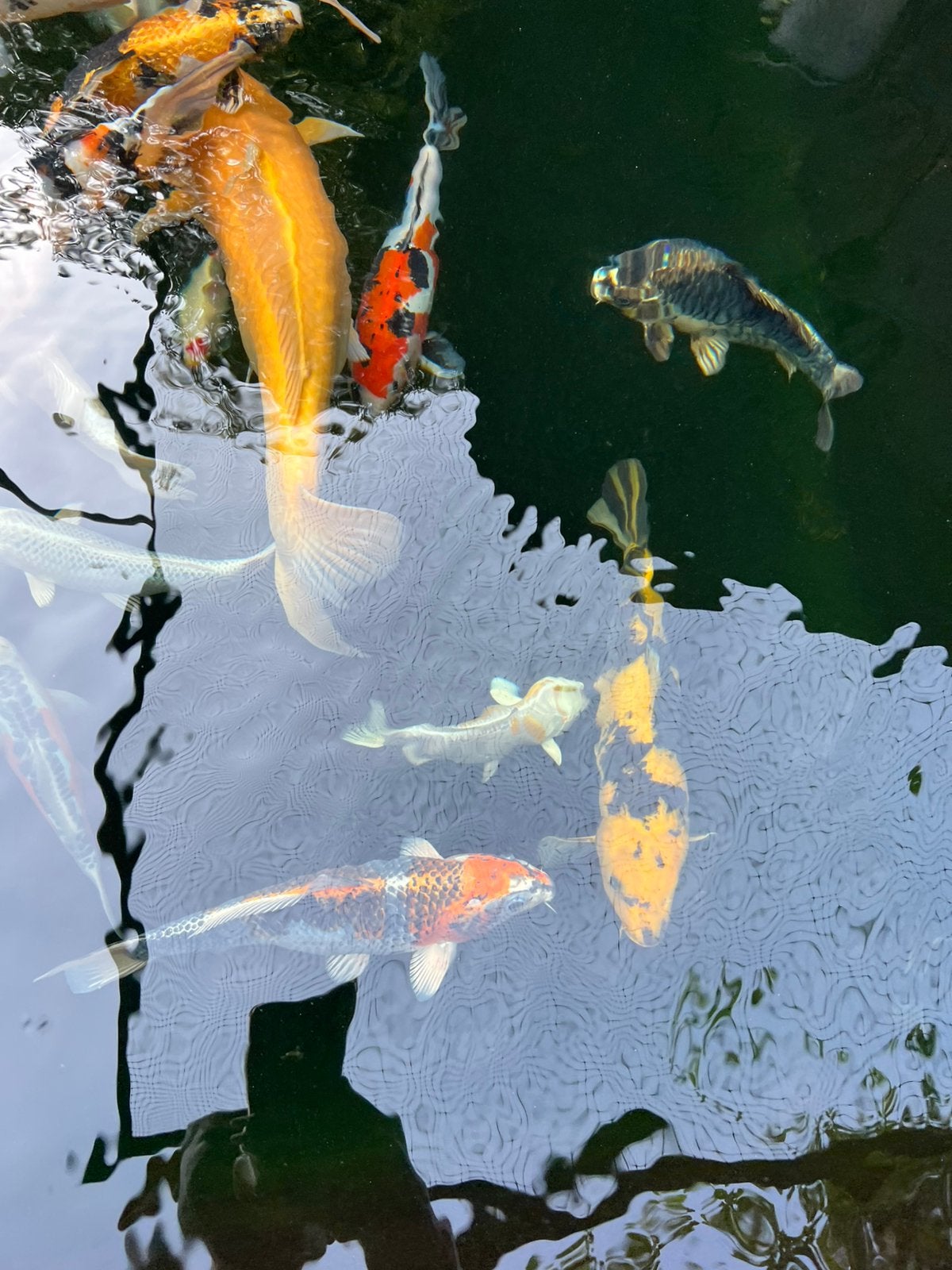 Kujaku 35-40cm japanse female mag weg. tamme vriendelijk koi, Karper of Koi