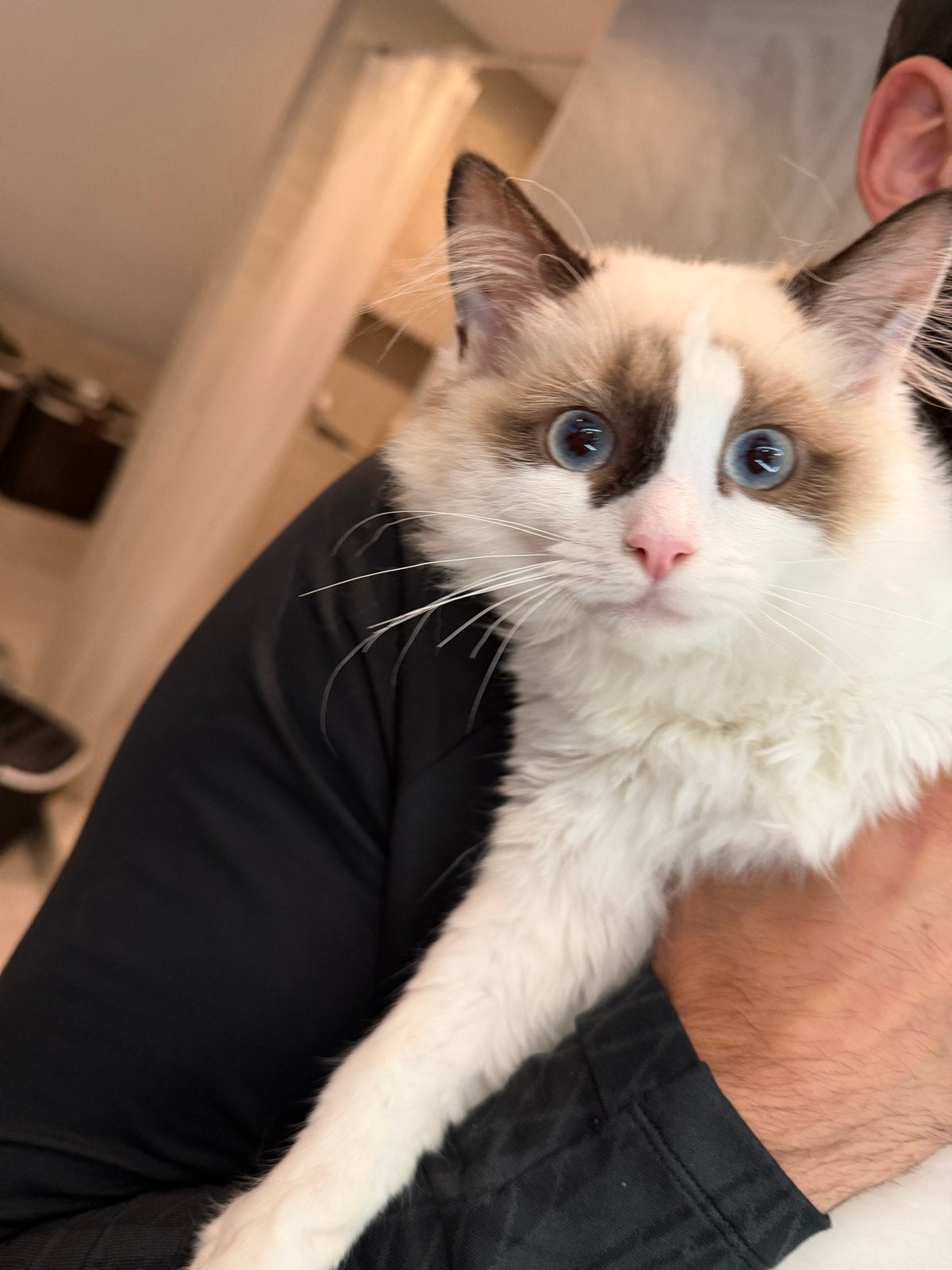 Ragdoll kater met stamboom bicolour, Dieren en Toebehoren, Katten en Kittens | Overige Katten, Kater, Langharig, 0 tot 2 jaar