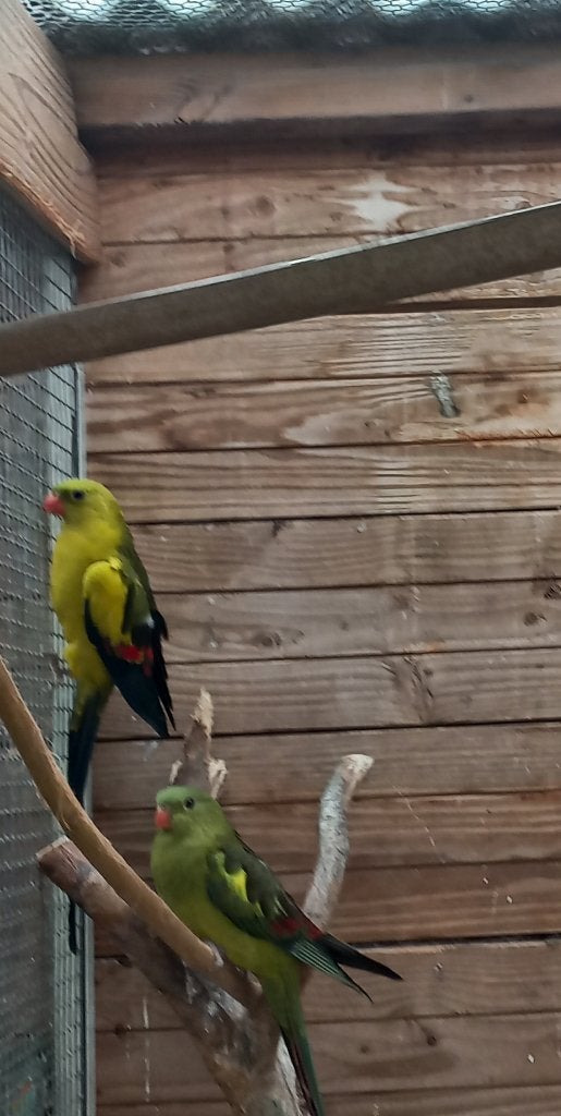 bergparkieten, Meerdere dieren, Parkiet