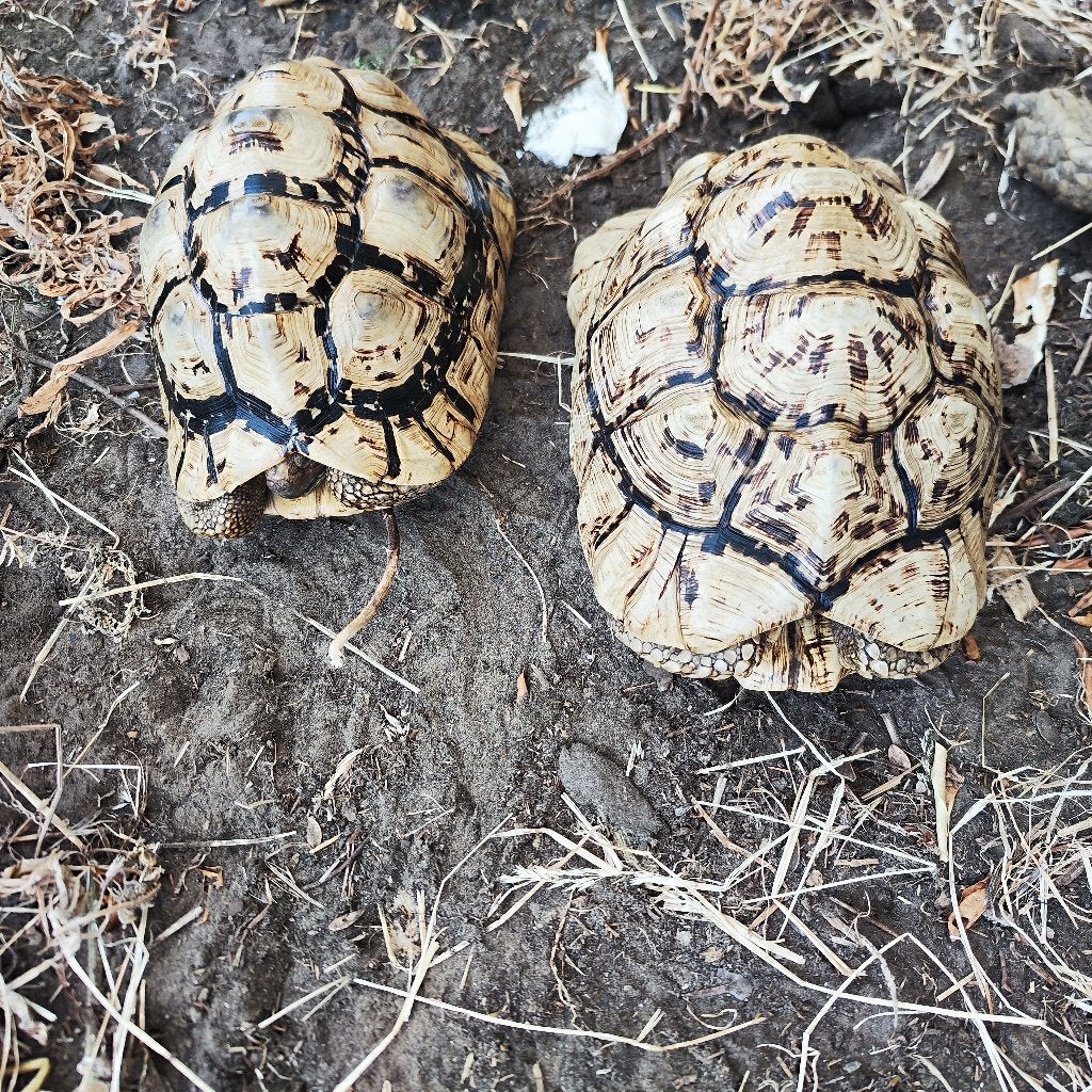 Pardalis / panterschildpad, Dieren en Toebehoren, Schildpad, 11 jaar of ouder